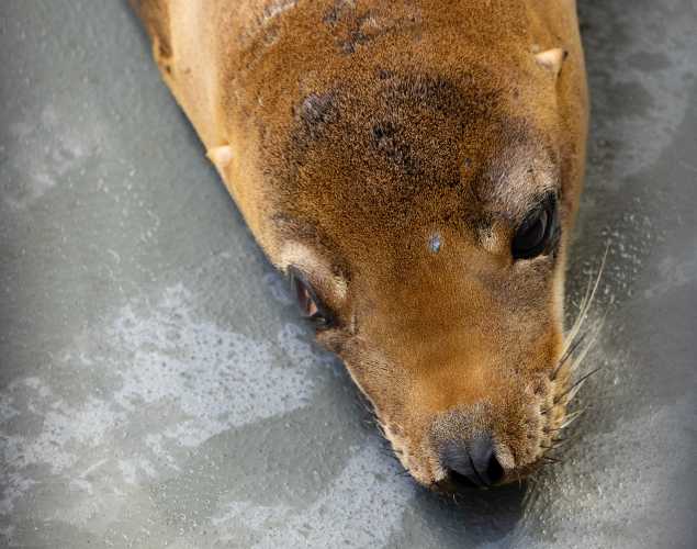 California sea lion Pupparoo