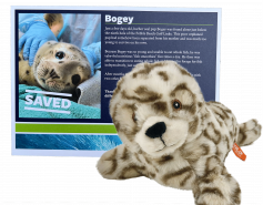 harbor seal Bogey Adopt-a-Seal certificate and plush