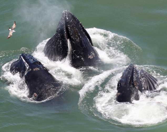 three humpback whales feeding