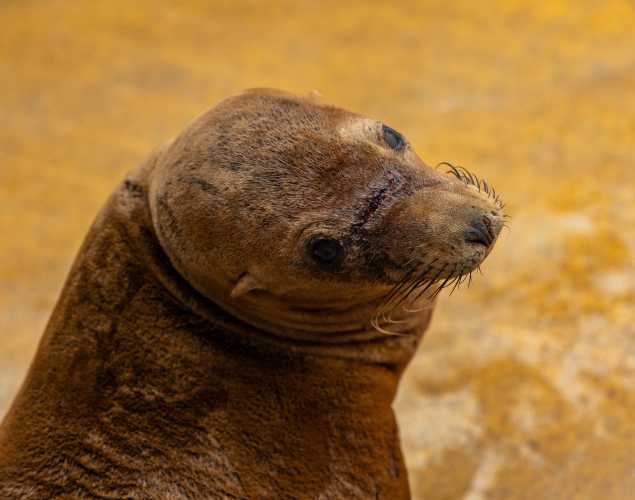 California sea lion Amanda