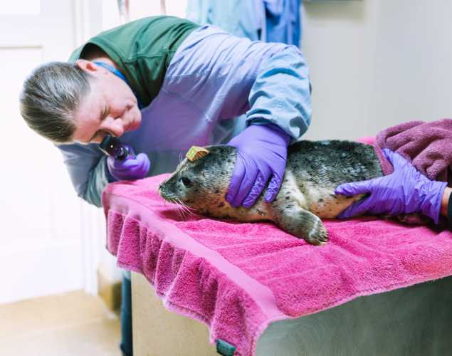 Dr. Cara Field performs an exam on a harbor seal pup