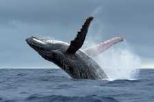 humpback whale breaching