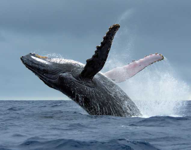 Humpback whale breaching