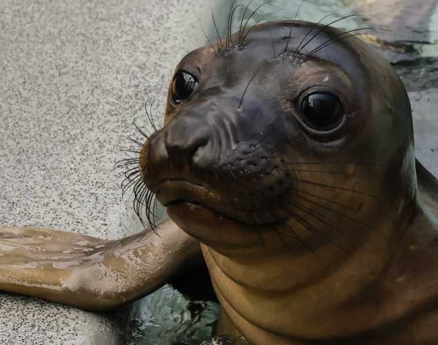 northern elephant seal Ritzy