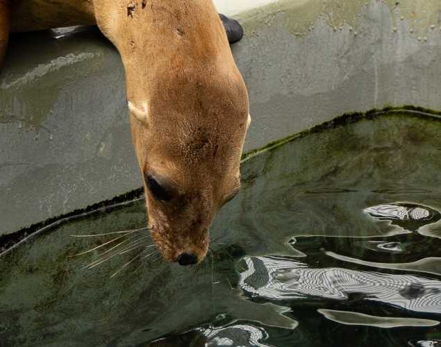 California sea lion Shortstack
