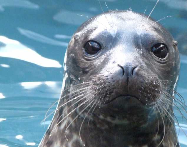 harbor seal Ratcliff