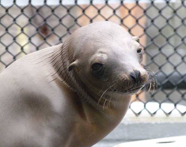California sea lion Bardun