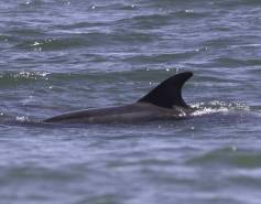 bottlenose dolphin surfacing