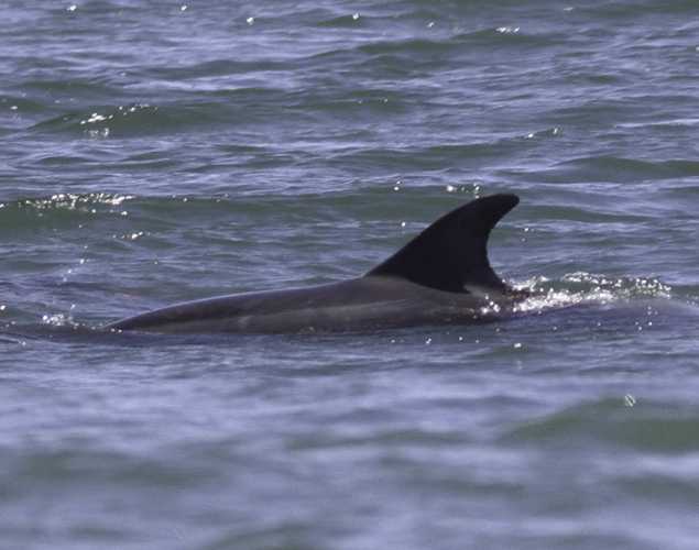bottlenose dolphin surfacing