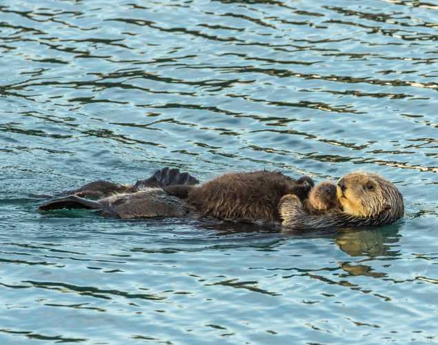 sea otter mom and pup floating together