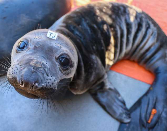 elephant seal Burbujas