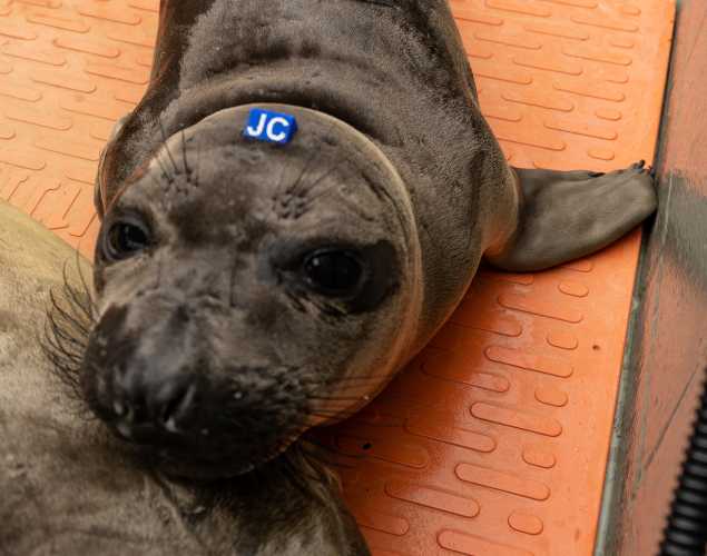 northern elephant seal Bocce