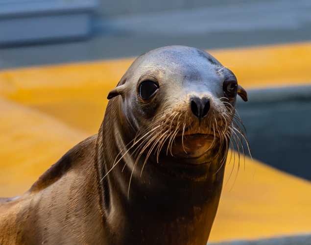California sea lion Comet