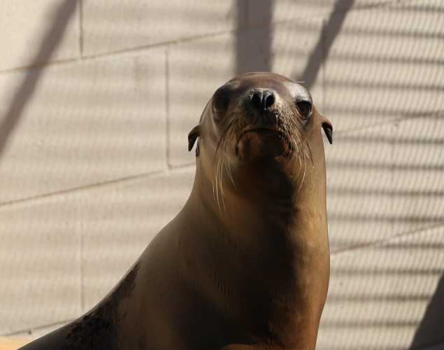 California sea lion Trevor