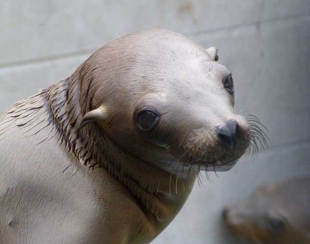 California sea lion Eames