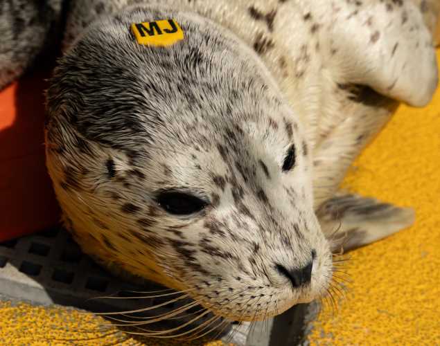 harbor seal pup