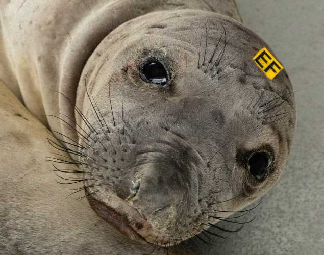 northern elephant seal Goodfoot