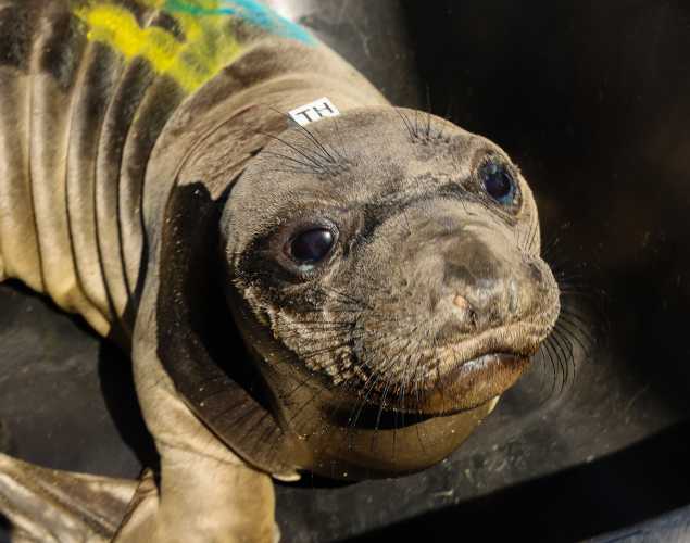 elephant seal Baclava